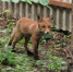 Лиса 🦊 - Национальный парк Валдайский