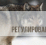 Внимание! Регулирование численности. - Национальный парк Валдайский