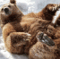 13 декабря, свой праздник отмечает хозяин леса – медведь 🐻 - Национальный парк Валдайский